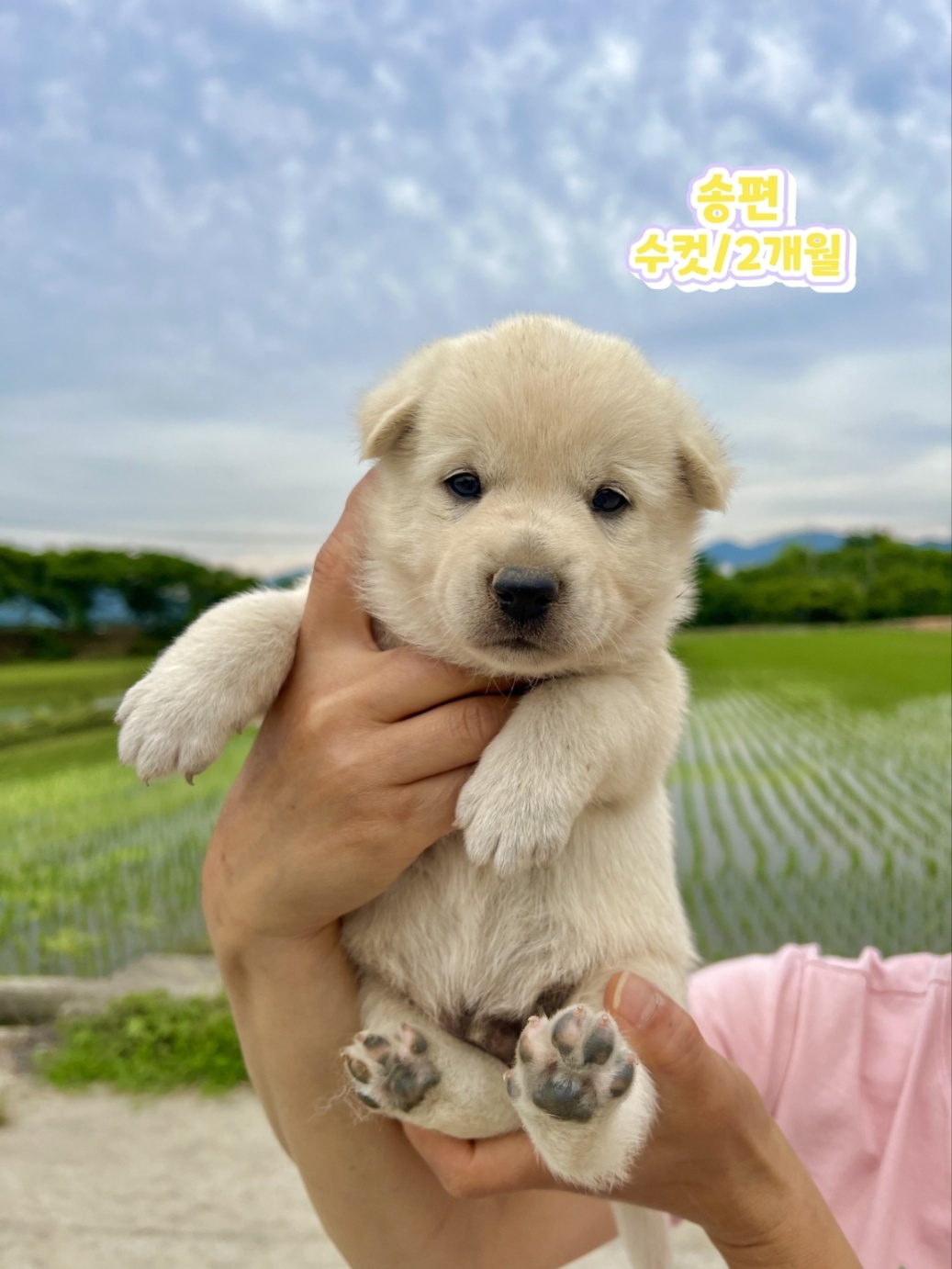 믹스견 이미지 파일 입니다.